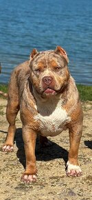 American bully xl, pitbull xxl k odberu v januari - 7