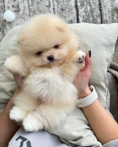 Pomeranian  mini - 7