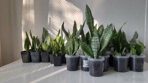 Svokrin Jazyk ( Sansevieria Želania) - 7