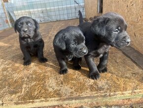 Labradorský retríver - šteniatka, Labrador šteniatka - 7