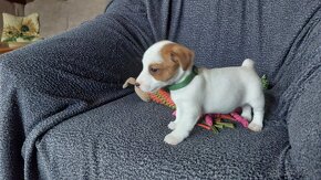 Jack russel terier - 7