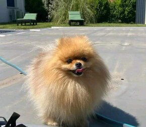 Pomeranian mini - 7