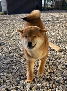 Shiba Inu s PP. - 7