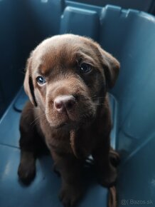 Labrador Retriever šteniatko - 7