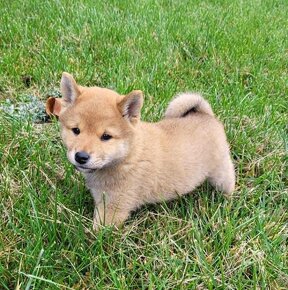 Shiba Inu - 7