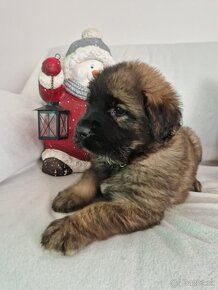 Leonberger- šteniatka s PP - 7