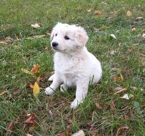 Darujem rozkošné šteniatka - mix špic / labrador - 7