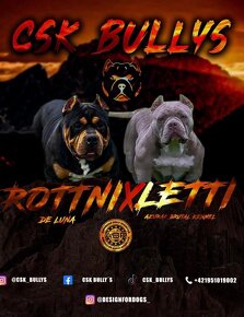 American Bully pocket - 7