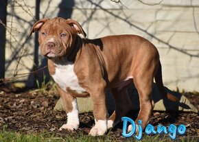 American Bully Xl - 7