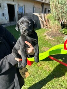 Šteniatka Labrador + Tatranský durič - 7