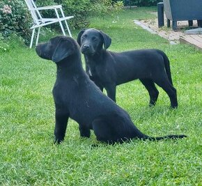 Čistokrevní štěňata labrador s PP IHNED - 7