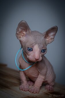 Kanadský Sphynx - 7