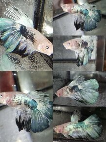 Betta Splendens -Bojovnica Pestrá - 7