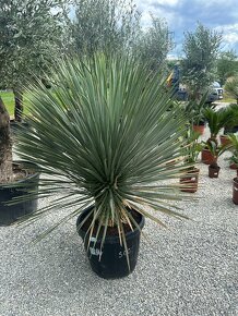 Yucca Rostrata - 7