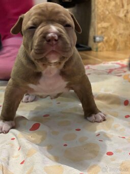 American bully - 7