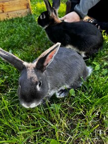 Zajac králik - 7