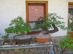 bonsai,bonsaj-DUBY - 7