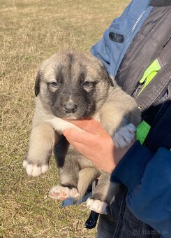 Turecký Kangal - 7