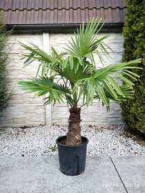 Mrazuvzdorne palmy Trachycarpus Fortunei na predaj - 7