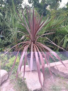 Cordyline Austrális Red star - 7