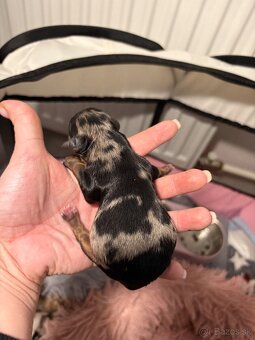 Yorkshire teriér blue merle, chocolate, black and tan - 7