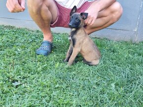 Belgický ovčiak Malinois - 7