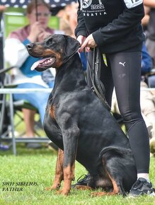 Doberman s PP - 7