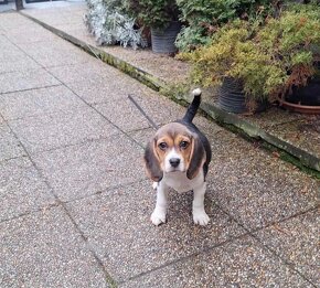 Bígel, Bígl, Beagle - 7