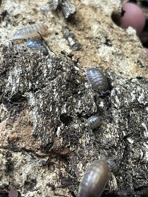 Porcellio leavis Milkback, Rovnakonôžky, Isopods - 7