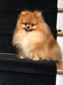 Pomeranian mini Boo - 7