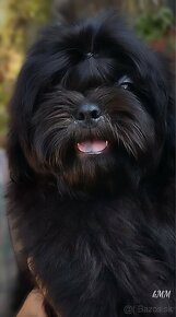 Shih Tzu (chlapec) - 7