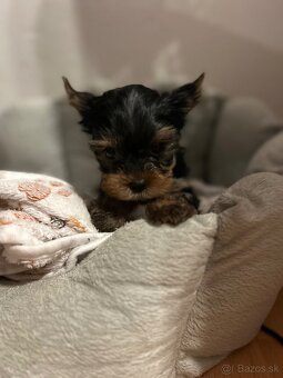 Yorkshire terrier, York s PP - 7