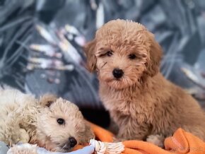 Maltipoo - 7