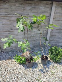 Figovniky (ficus carica) - Rodiace stromčeky - 7