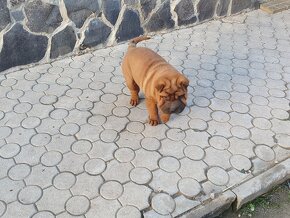 Shar-pei - 7