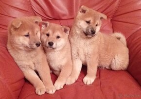 Shiba Inu - 7