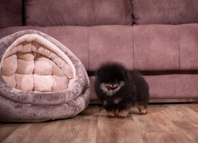 Pomeranian black - 7