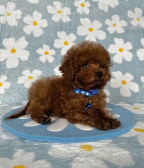 Toy pudel - toy pudlík - red toy poodle - 7