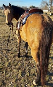 AQHA kobyla 7let - 7