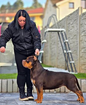 American bully xl, pitbull xxl merle tricolor - 7