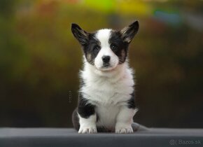 Welsh corgi cardigan steniata. - 7