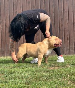 American Bully PP ABKC - 7