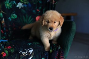 GOLDEN RETRIEVER-zlaty retrivr, zlaty retriever , american G - 7