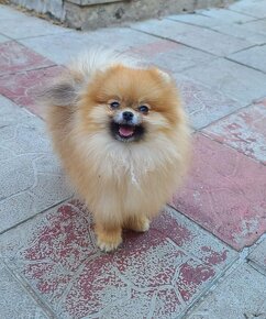 Pomeranian mini Boo - 7