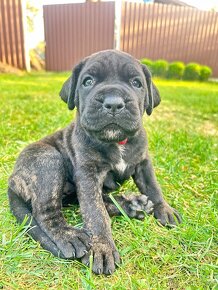 Cane corso - 7