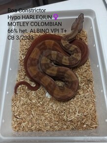 Boa Constrictor VPI T+ - 7