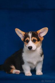 Welsh Corgi Pembroke - 7