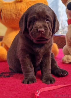 Labrador retriever -šteniatka s PP - 7