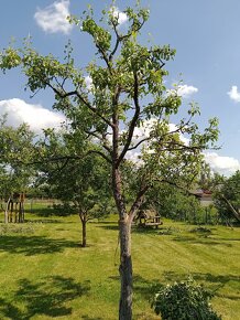 Arboristika, výruby a rez ovocných stromov - 7