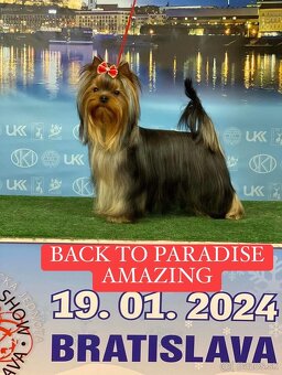 Yorkshire terrier, york - 7